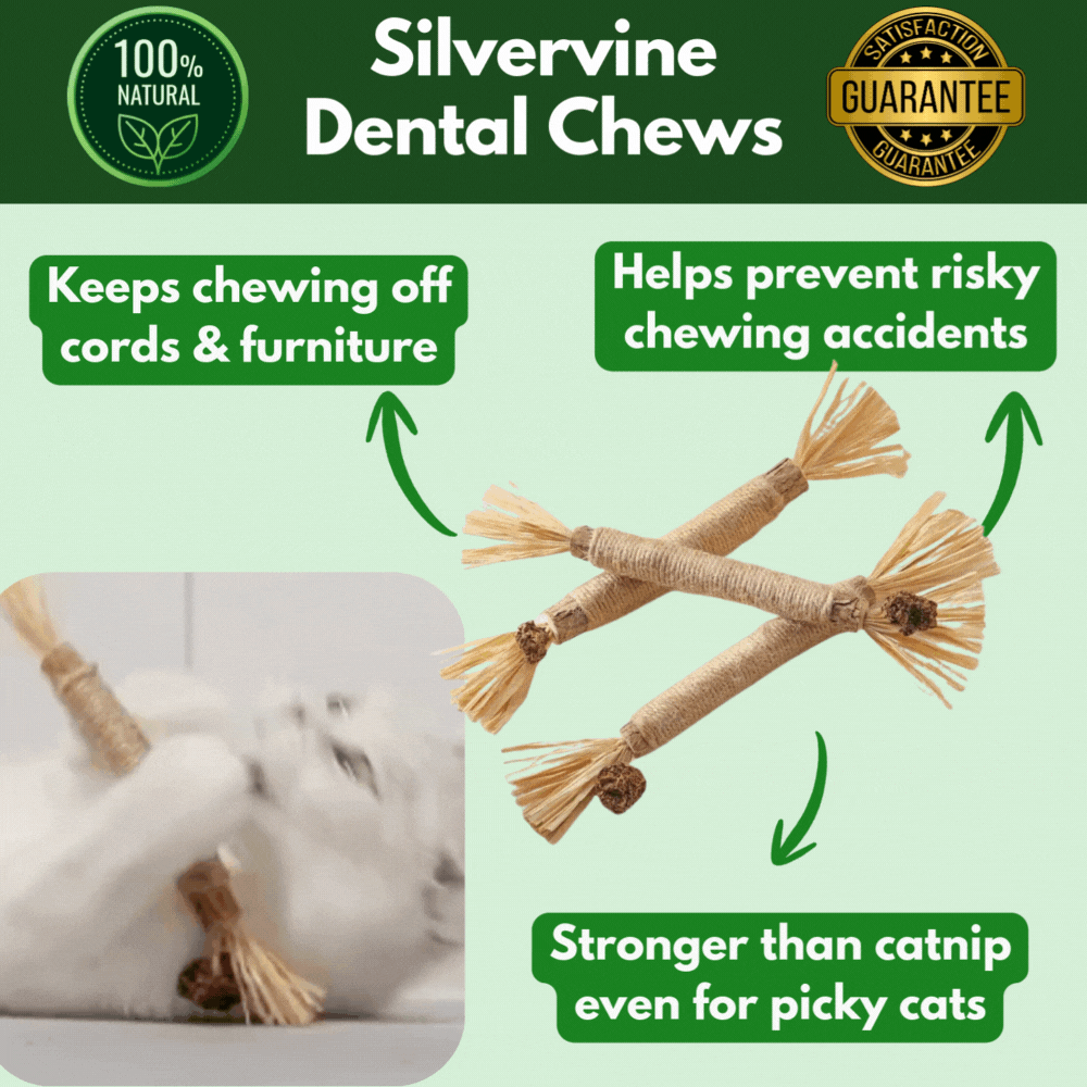 thumbnail image 2 of 10 Natural Silvervine Chew Sticks For Cats – Dental Care & Stress Relief 2 of 2