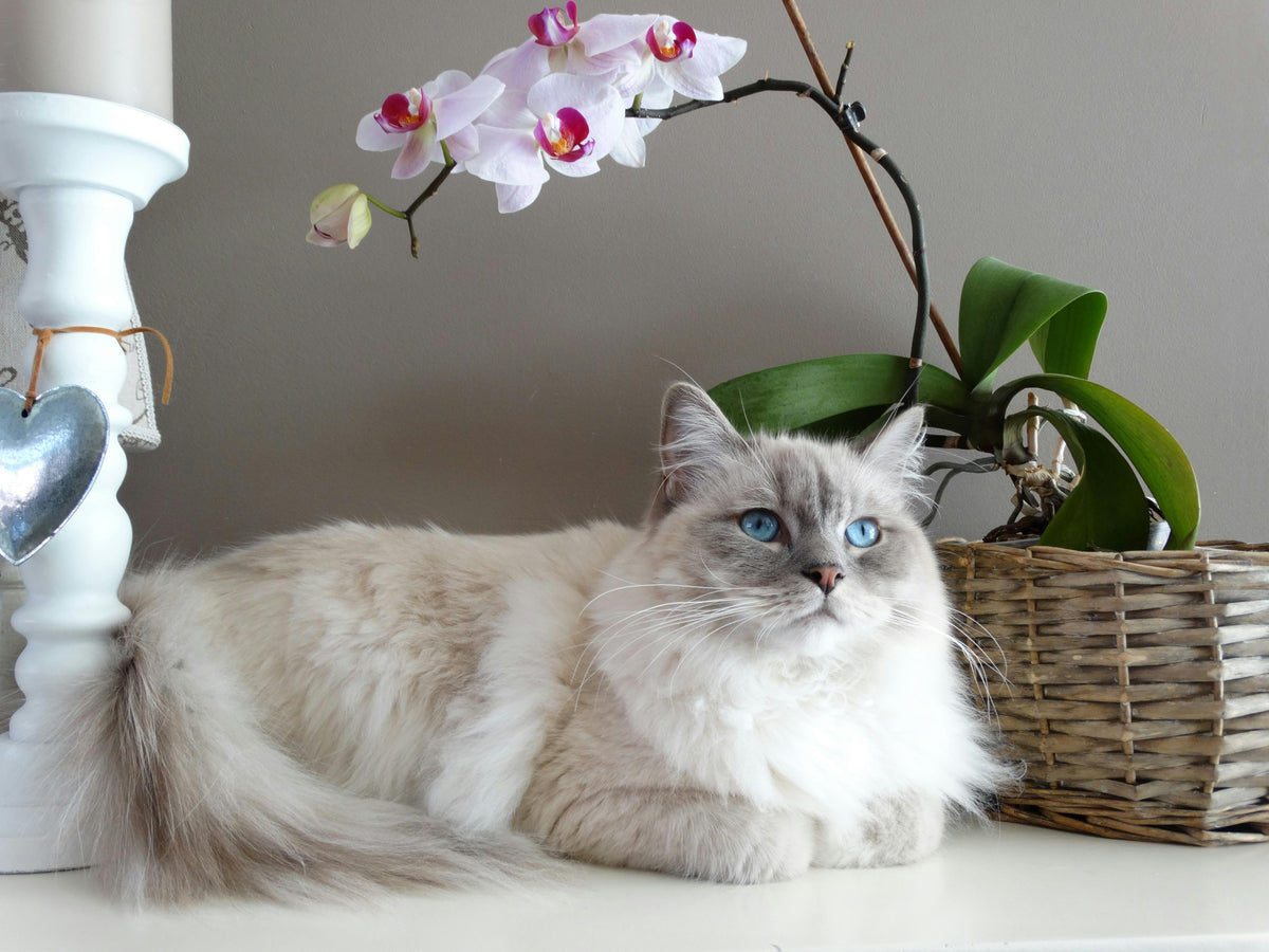 Cat sitting in front of wall