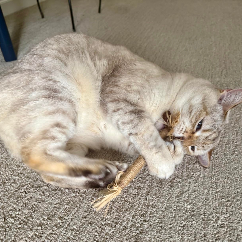 How to Choose the Best Cat Calming Products for Indoor Cats With Anxiety