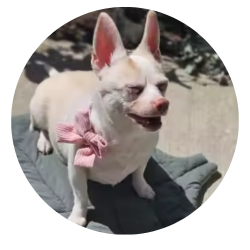 Small white dog with a pink bow standing on a person's arm outdoors.