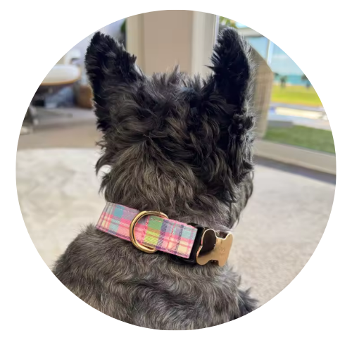 Dog wearing a plaid collar with a gold clasp indoors