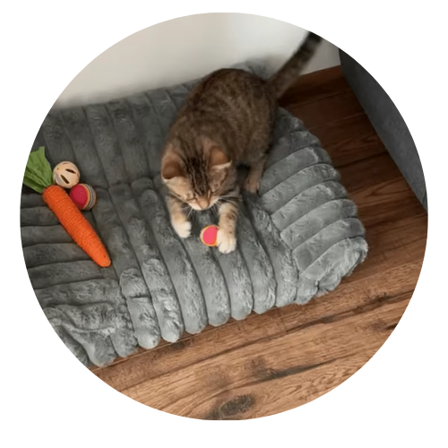 Cat playing with a toy on a gray pet bed