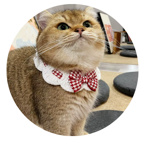 Cat wearing a red and white checkered bow tie collar indoors.