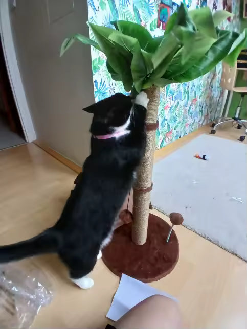Tropical Wonder Scratcher Post