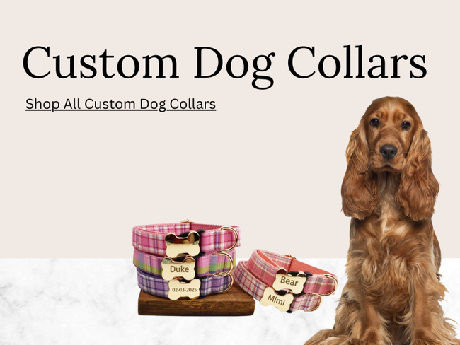 Dog with custom dog collars and tags on a white background