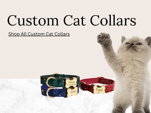 Cat with two custom cat collars on a light background