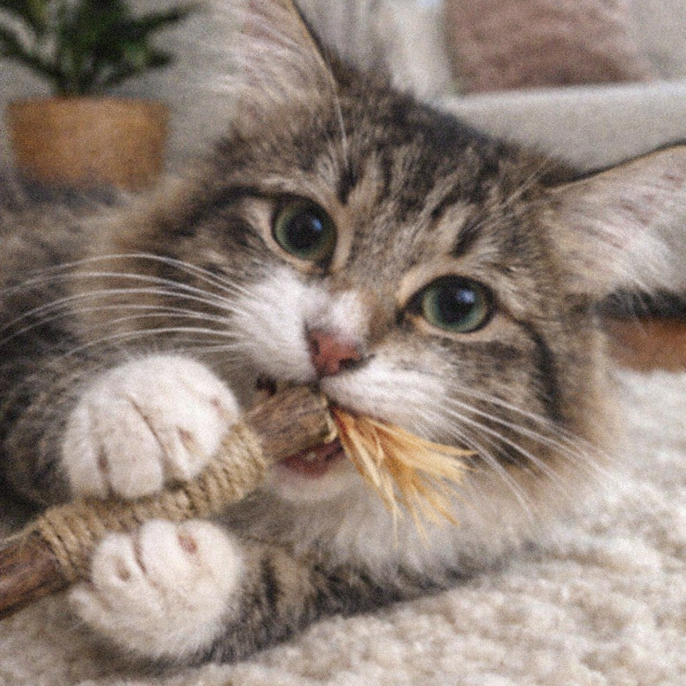 Kitten playing with a string toy on a carpeted floor.